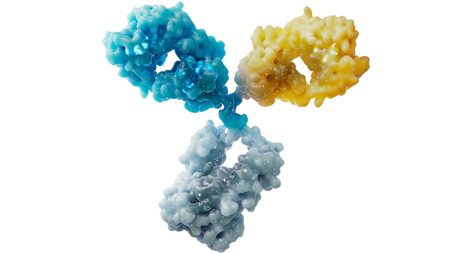 Image of bi/multi-specific antibodies, illustrating advancements in cancer research.